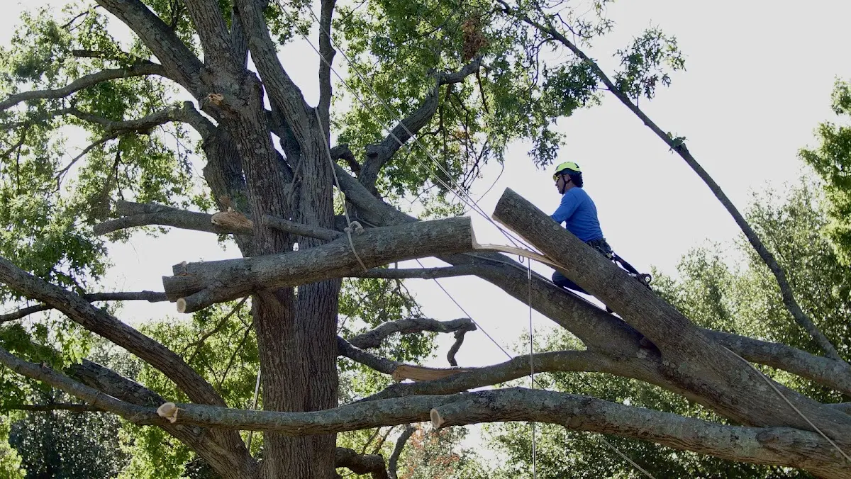 Professional Crown Thinning performed by certified arborists in Finley
