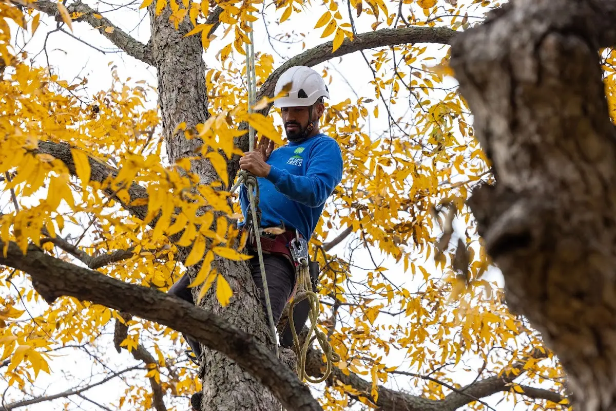 Skilled Dead Tree Removal crew working in Finley