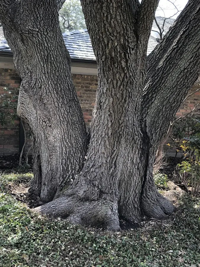 Mature heritage tree close to a Finley property cared for by certified arborists