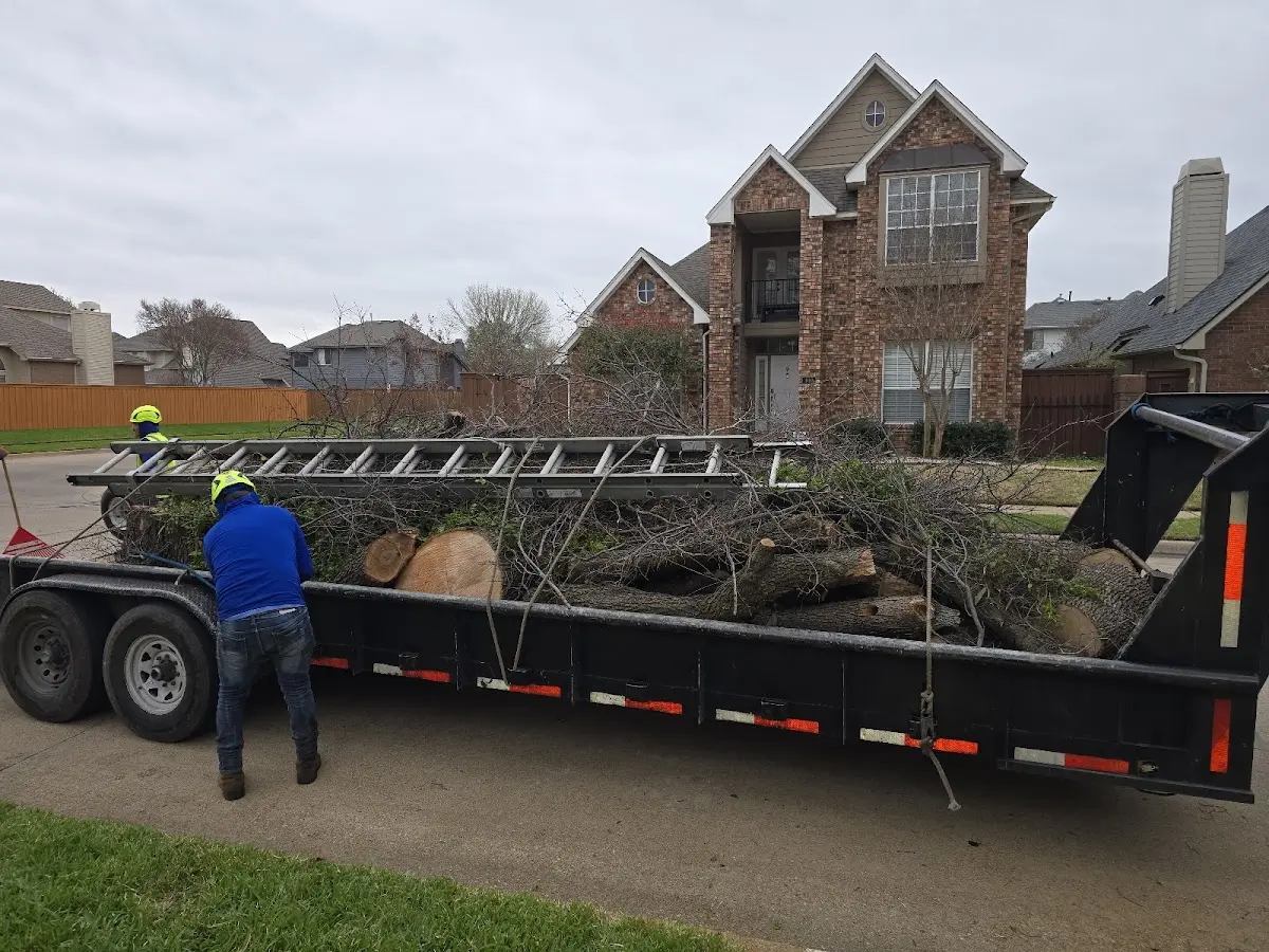 Expert Tree Pest Control with proper safety equipment in Finley